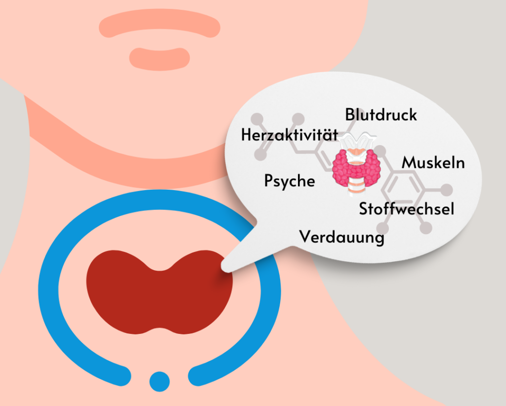 Die Schilddrüse reguliert den Blutdruck, die Herzaktivität, den Stoffwechsel und die Verdauung und wirkt sich auf die Psyche und Muskeln aus.