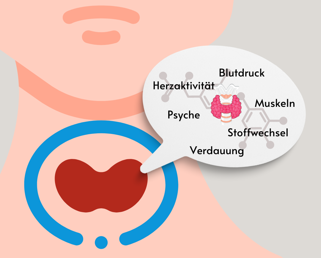 Schilddrüsenhormone – 4 kritische Nährstoffe