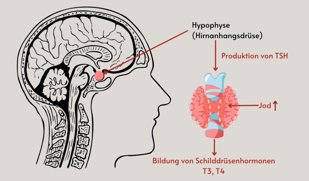 Bildung der Schilddrüsenhormone über die Produktion von TSH durch die Hirnanhangsdrüse.