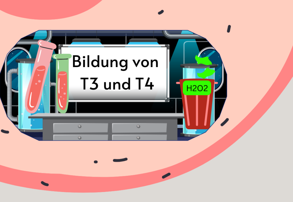 Bildung von T3 und T4 in der Zelle, in einem "abgeschotteten Labor".