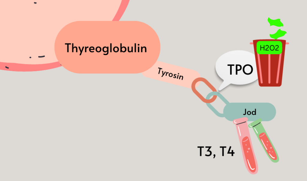 Bindung von Schilddrüsenhormonen an Thyreoglobulin über die Jod-Anheftung an Tyrosin durch die Thyreoperoxidase, unter Anfallen von Wasserstoffperoxid als Radikal. 