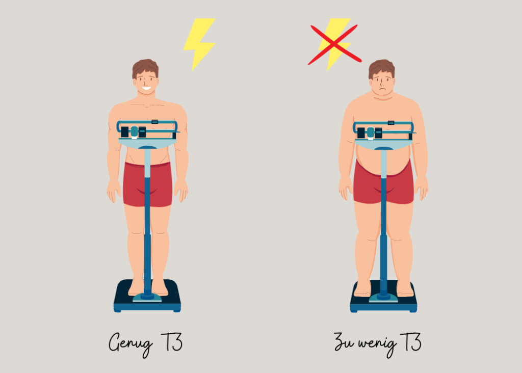 Genug T3, Energie/zu wenig T3 Gewichtszunahme, Energiemangel