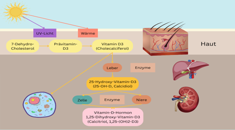 Vitamin D Bildung in Leber und Niere