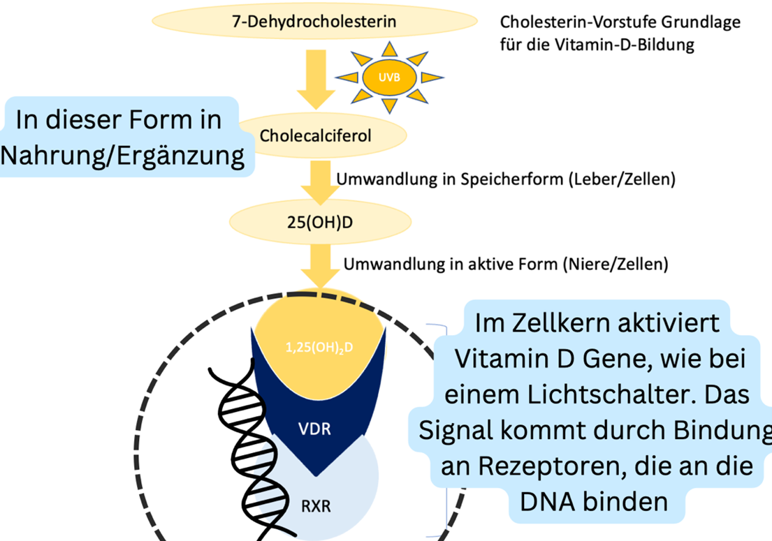 Bindung an die DNA und Beeinflussung der Gene